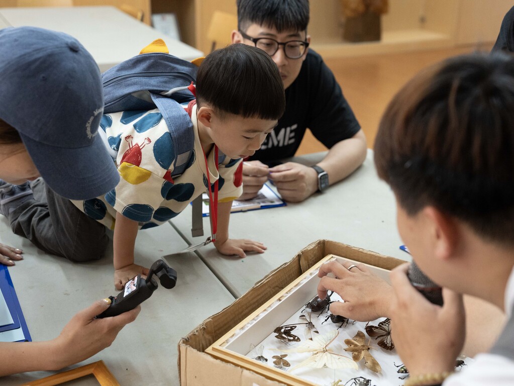 投稿作品 標本盒裡的小宇宙